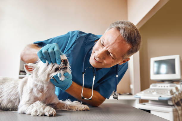 Best Emergency Tooth Extraction  in Rupert, ID